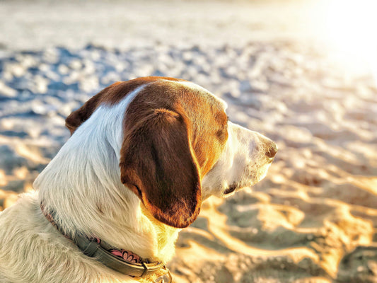 Dog on beach at sunset