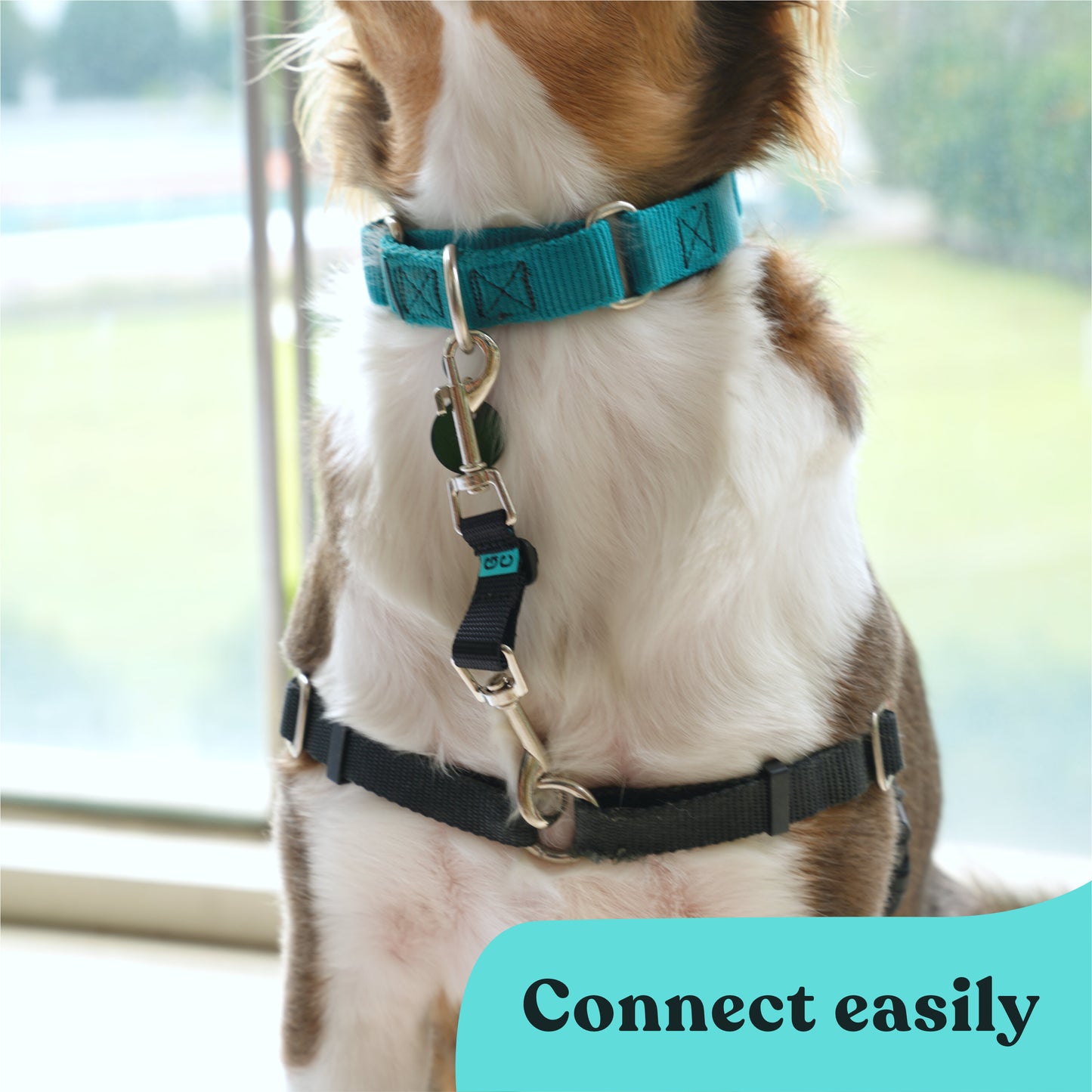 Collar Companion - Nylon Adjustable Backup Clip