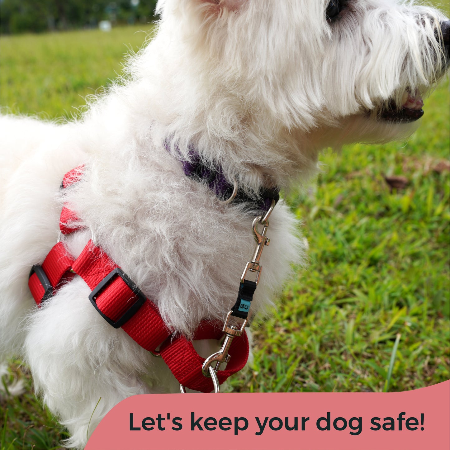 Let's keep your dog safe